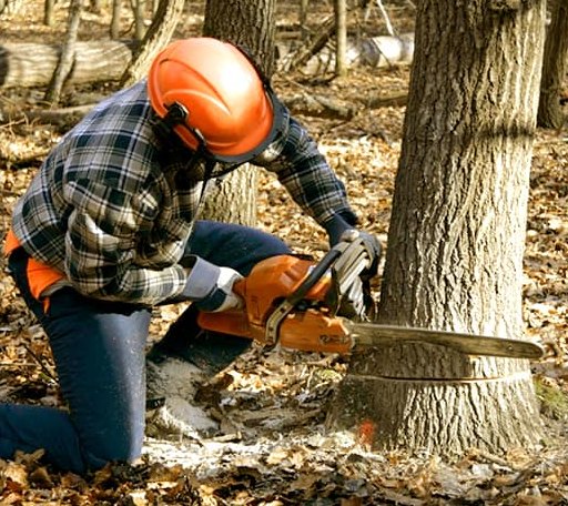 Tree Removal in Moselle, MS